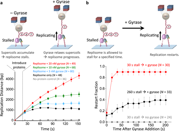 Fig. 6: Gyrase facilitates replication progression and restart under torsion.