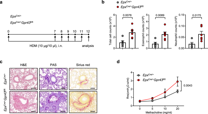Fig. 1: GPR43 deficiency in eosinophils exacerbates HDM-induced asthma.