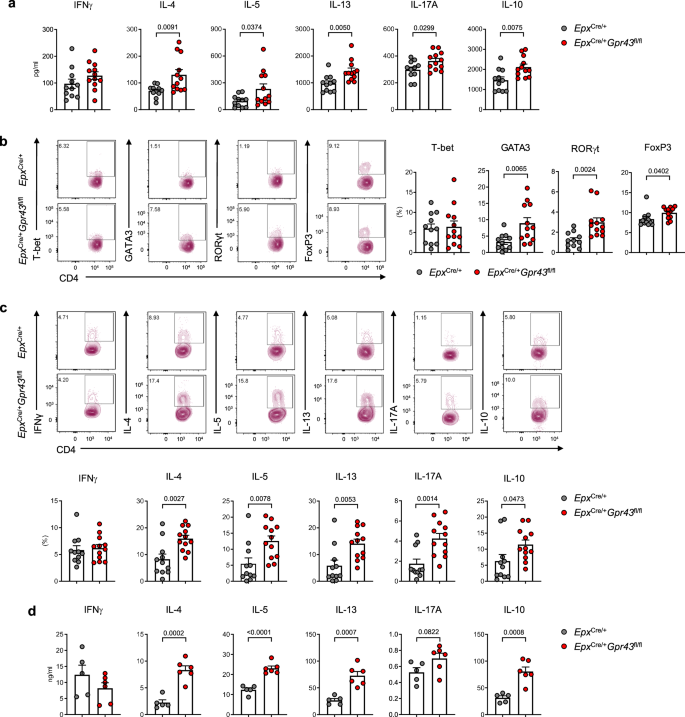Fig. 2: GPR43 deficiency in eosinophils upregulates Th2 and Th17 responses in HDM-induced asthma.
