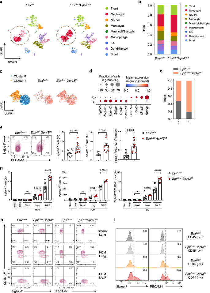 Fig. 3: Absence of GPR43 in eosinophils results in the emergence of pathogenic Siglec-Fhi neutrophils in asthmatic lungs.