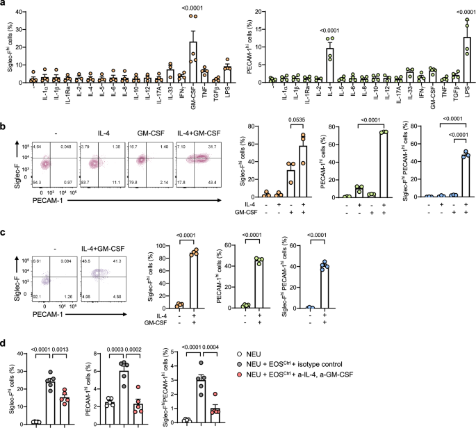 Fig. 5: Eosinophil-induced differentiation of Siglec-Fhi neutrophils is dependent on IL-4 and GM-CSF.
