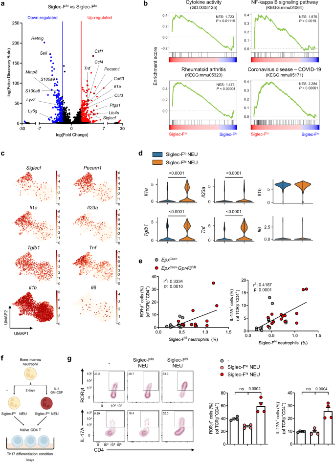 Fig. 6: Siglec-Fhi neutrophils enhance the differentiation of Th17 cells.