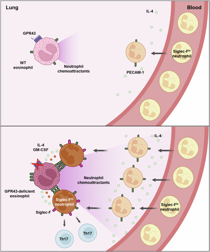 Fig. 7: Schematic of eosinophil-mediated Siglec-Fhi neutrophil induction in asthmatic lungs.