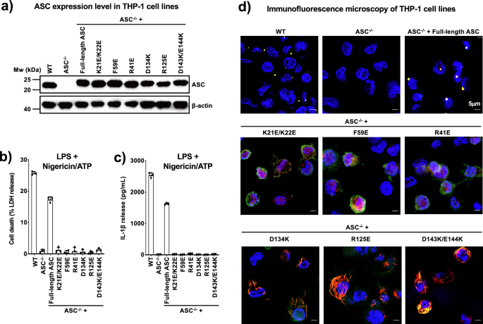 Fig. 4: Characterization of ASC expression and inflammasome activation in THP-1 cell lines.