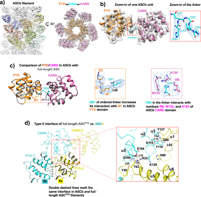 Fig. 5: Cryo-EM structure of ASCb.