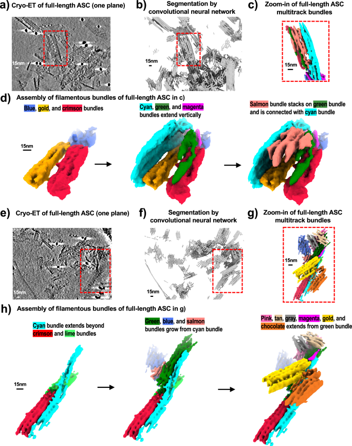 Fig. 6: Cryo-ET analysis of full-length ASC.