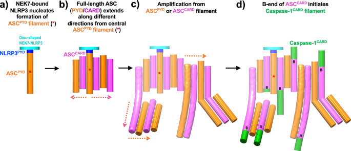 Fig. 7: Hypothetical model for full-length ASC-mediated NLRP3 inflammasome formation.