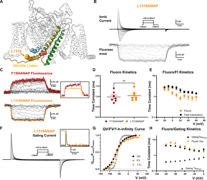 Fig. 2: DIII_DIV linker movement gives rise to the fast component following DIV VSD movement.