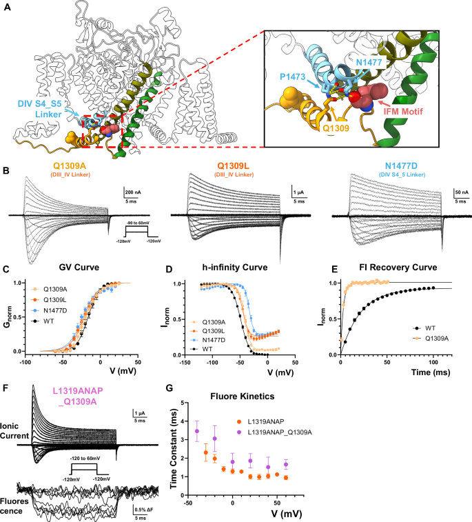 Fig. 3: Backbone hydrogen bonds couple DIII_DIV linker movement to DIV VSD movement.