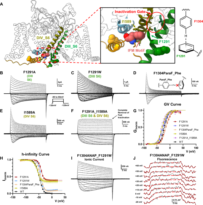 Fig. 4: F1291 and I1589 relay IFM movement to the pore through hydrophobic and aromatic interactions.