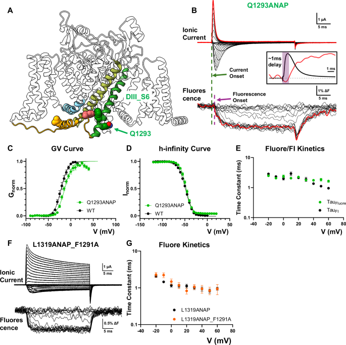 Fig. 5: Pore movement as the last conformational step in fast inactivation.