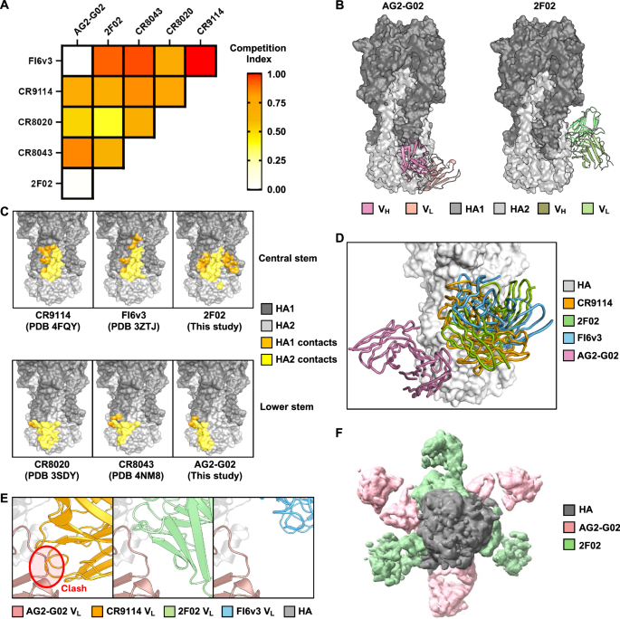 Fig. 1: AG2-G02 and 2F02 have non-overlapping epitopes.