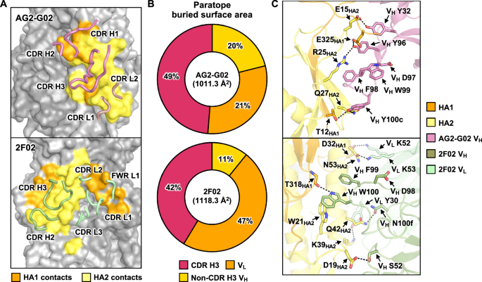 Fig. 2: Structural analysis of the binding of AG2-G02 and 2F02 to HA.