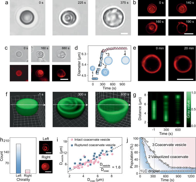 Fig. 2: Structural transformation of LC coacervate microdroplets into coacervate vesicles.