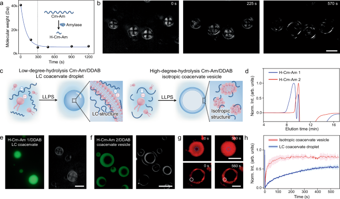 Fig. 3: Mechanism involved in the polysaccharide hydrolysis-induced reconfiguration of LC coacervate microdroplets into isotropic coacervate vesicles.