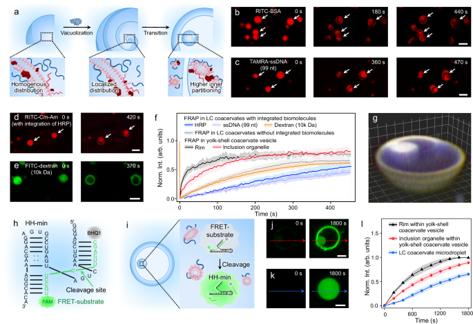 Fig. 5: LC coacervate microdroplets with integrated biomolecules reconfigured into isotropic yolk-shell coacervate vesicles.