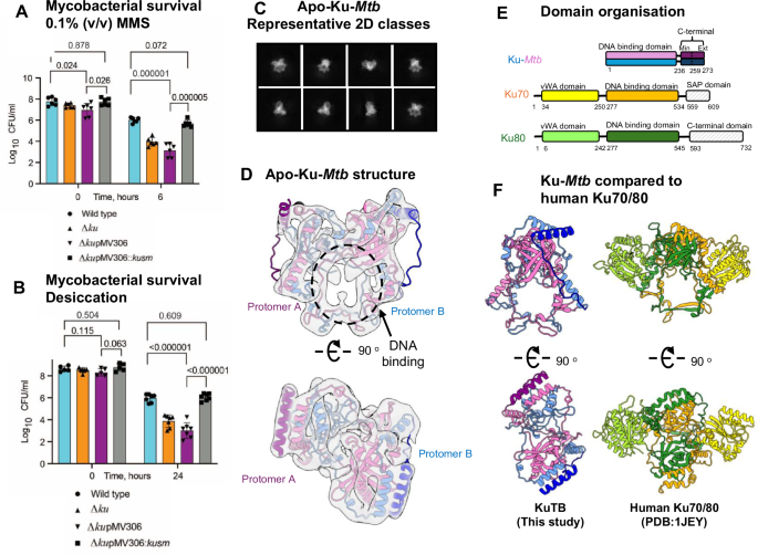Fig. 1: The importance of Ku for mycobacterial survival under DNA double-strand break conditions and cryo-EM of Apo-Ku-Mtb.