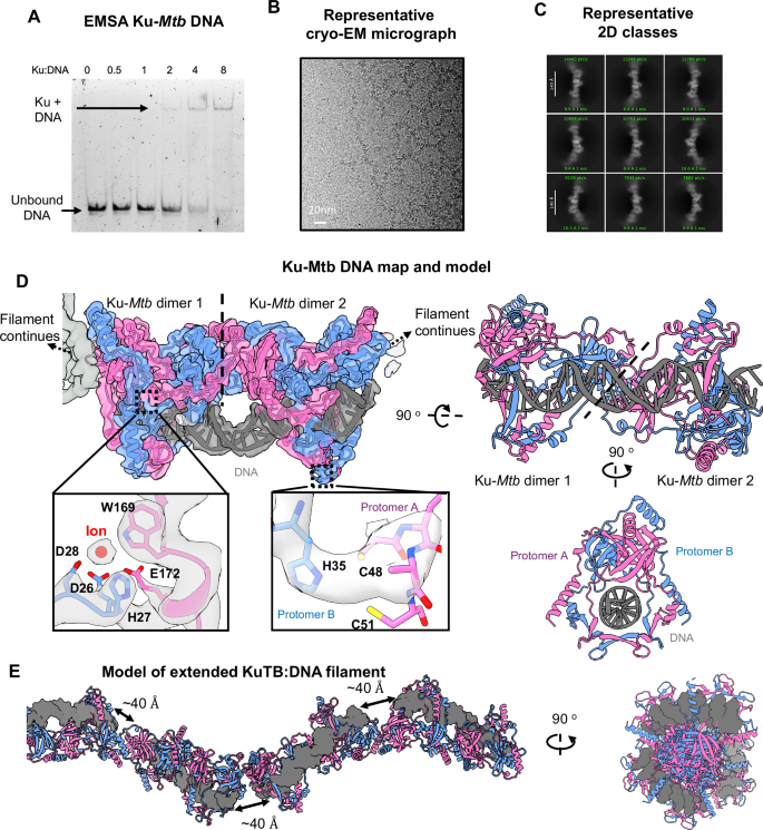 Fig. 2: Ku-Mtb binding to DNA.
