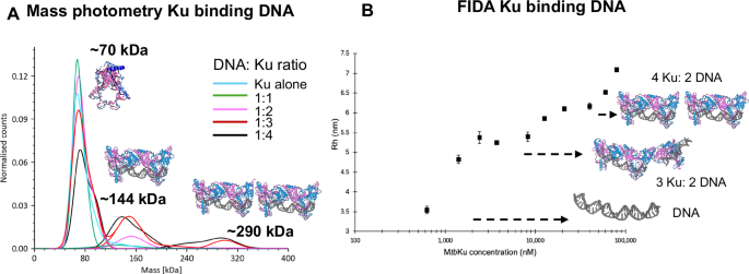 Fig. 3: Ku-Mtb binding DNA.