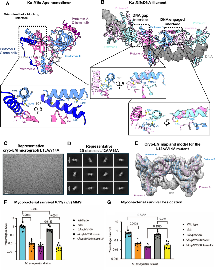Fig. 4: Disruption of Ku oligomerisation.