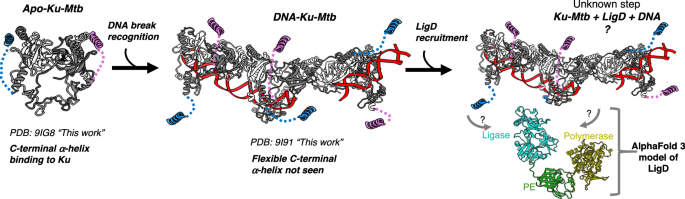 Fig. 6: Model of the NHEJ mechanism in Mtb.