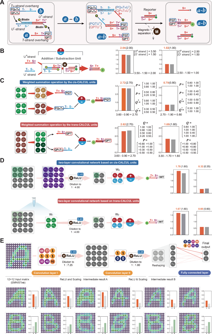 Fig. 7: Magnetic bead assisted negative-weight subtraction operation and the CALCUL unit based deep DNA neural networks.