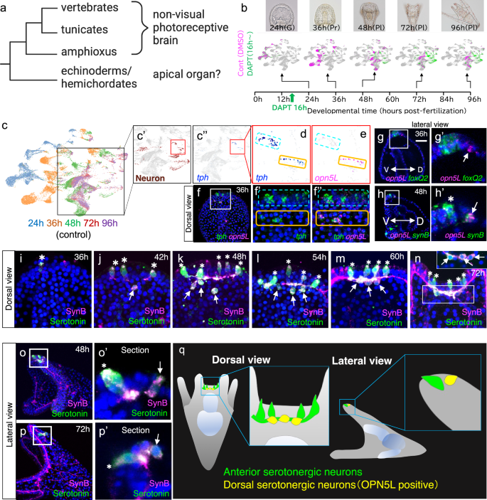 Non-visual photoreceptive brain specification in sea urchin larvae ...