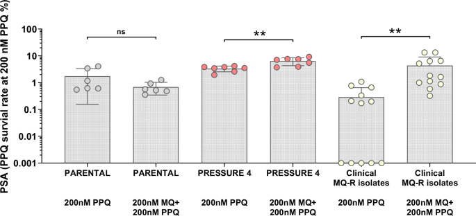 Fig. 6: Comparison of the survival rate of the parental line, the selected strain, and clinical isolates with MQ resistance, in response to PPQ with or without MQ pre-incubation.