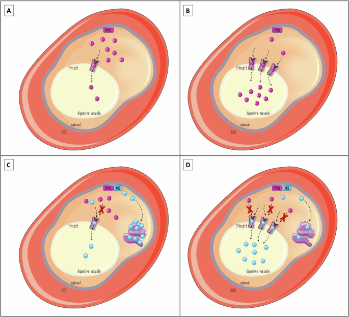 Fig. 7: Hypothesis supporting the mechanism of resistance of P. falciparum to paired MQ–PPQ by PfMDR1.