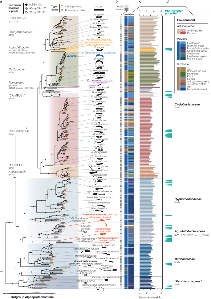 Fig. 1: Species phylogeny and environmental distribution of the order Caulobacterales.