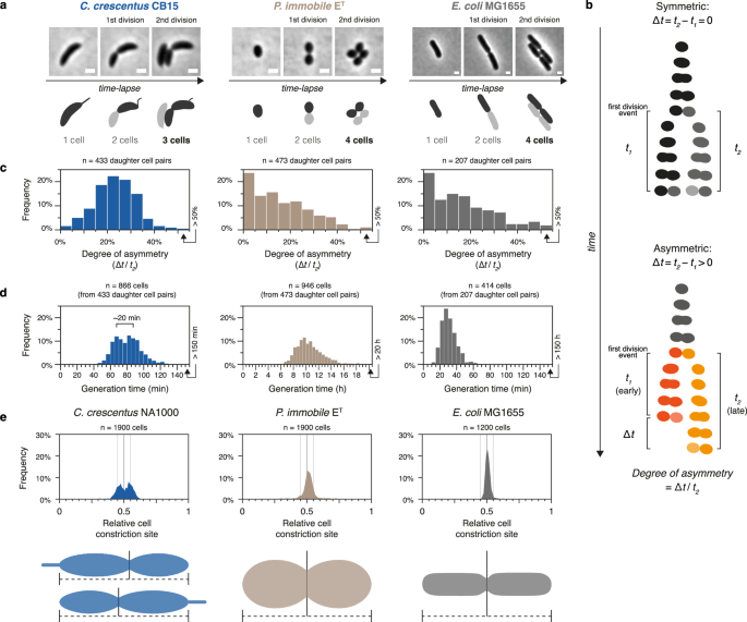 Fig. 3: Phenylobacterium immobile reproduces symmetrically.
