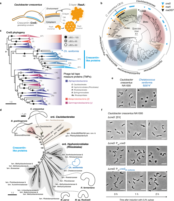 Fig. 4: Distribution and evolution of key Caulobacter crescentus morphogenic genes.