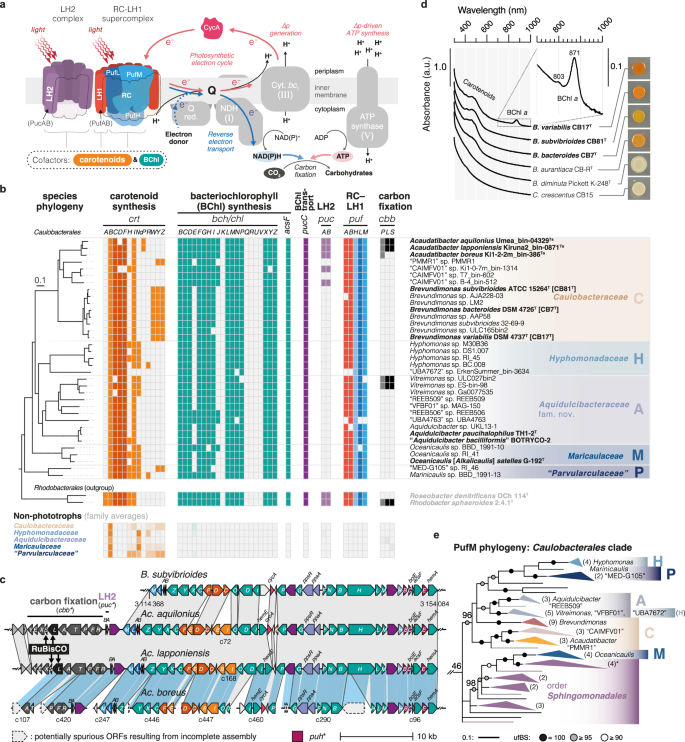 Fig. 5: Phototrophy is widespread among Caulobacterales.