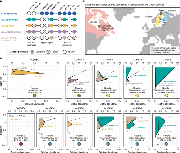 Fig. 6: Environmental distribution and relative abundance of Acaudatibacter gen. nov. species with photoautotrophic potential.