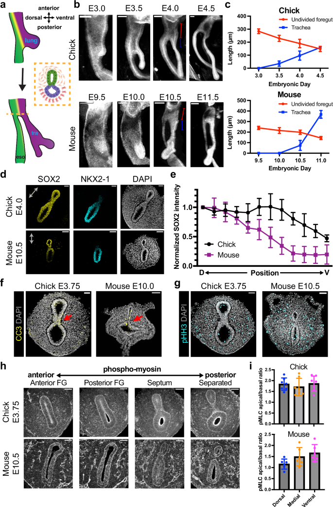 Fig. 1: Morphological and molecular comparison of chick and mouse tracheal-esophageal separation (TES), a model system for studying epithelial splitting.