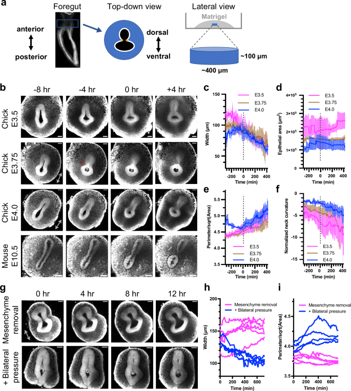 Fig. 3: Mesenchymal force is essential for TES in ex vivo foregut slice culture.