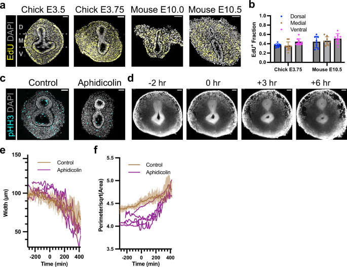 Fig. 4: Cell proliferation does not explain the mesenchymal force distribution and is dispensable for TES.