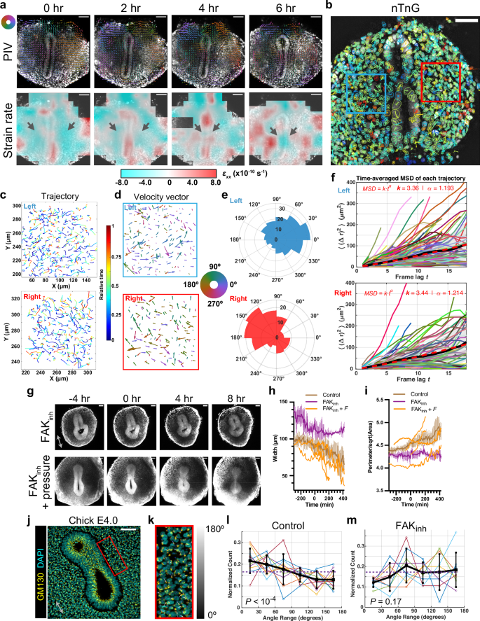 Fig. 5: Directional mesenchymal flow contributes to the convergent mesenchymal force and is essential for TES.