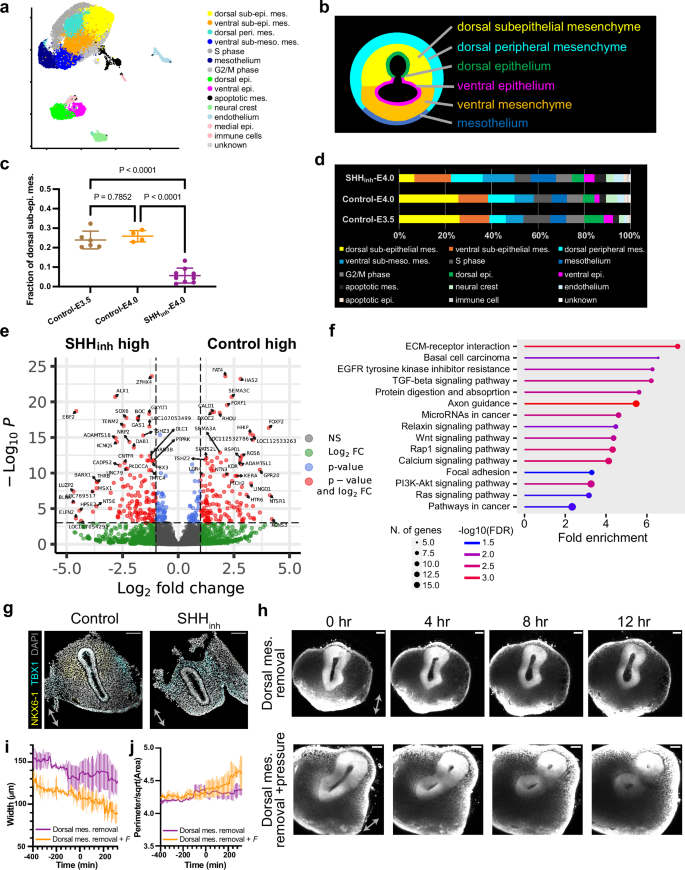 Fig. 7: Single-cell RNA sequencing identifies the SHH-responsive dorsal sub-epithelial mesenchyme as the driver for TES.