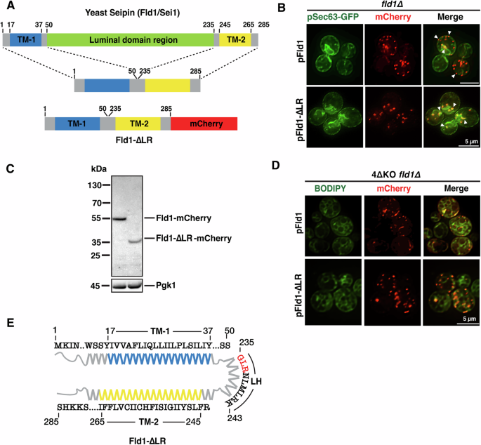 Fig. 1: Truncated yeast seipin localizes to discrete ER sites independent of NL synthesis.