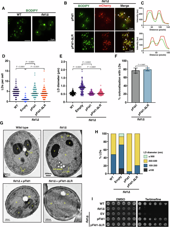 Fig. 2: Fld1-∆LR can functionally substitute WT Fld1.