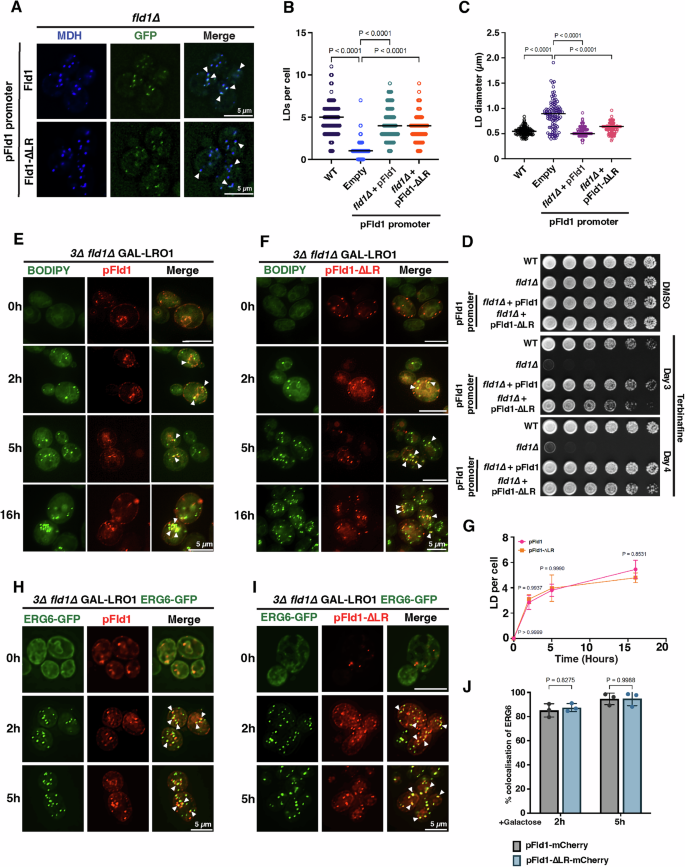 Fig. 3: De novo LDs begin to form at Fld1-∆LR demarcated ER subdomains.