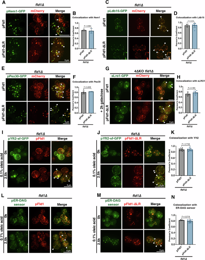 Fig. 4: Fld1-∆LR at ER subdomain associates with LD biogenesis factors.