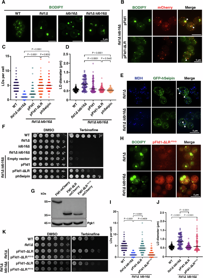 Fig. 5: Fld1-∆LR restores the defect of fld1∆ ldb16∆ mutants similar to hSeipin.