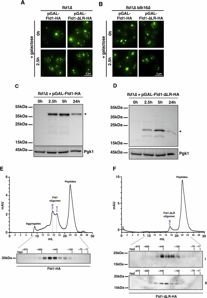Fig. 6: Fld1-∆LR forms oligomeric complex of smaller molecular weight than WT Fld1.