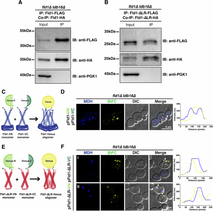Fig. 7: Protomers of Fld1-∆LR interact with each other.