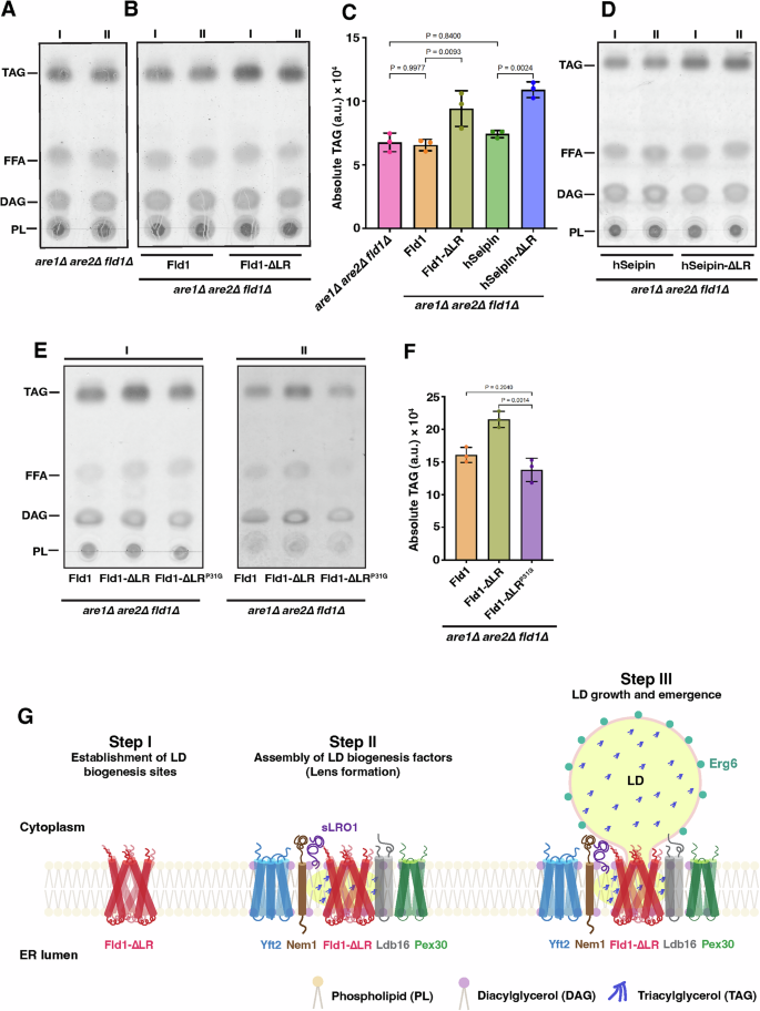 Fig. 9: Model of LD biogenesis in the presence of truncated seipin.