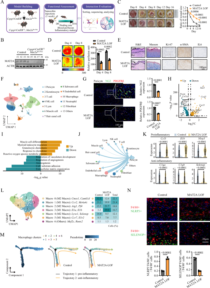 Fig. 2: Mat2a deletion in pericytes alters macrophage phenotype and impairs wound regeneration.