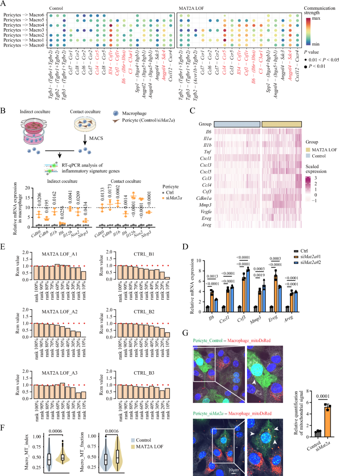 Fig. 4: Senescent pericytes stimulate inflammatory macrophages through SASP factors and mitochondrial transfer.