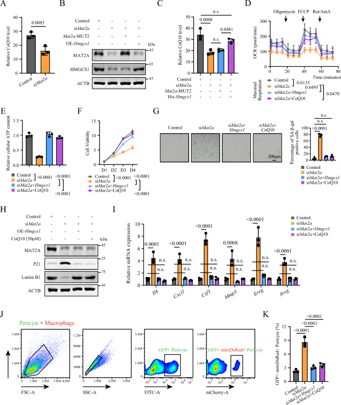 Fig. 7: MAT2A deficiency affects coenzyme Q synthesis through HMGCS1 in pericytes.